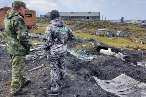 В Диксоне ранили белую медведицу. Ей на помощь прилетели ветеринары из Москвы, животное доставят на операцию в столицу