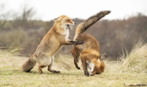 «Вальс не удался»: танцующие лисы в объективе Алестера Марша