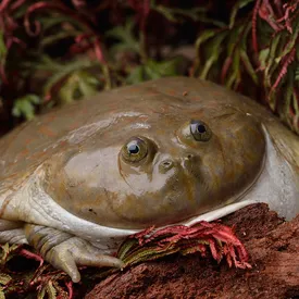 It is Wednesday, my dudes: тест покажет, какая вы жаба