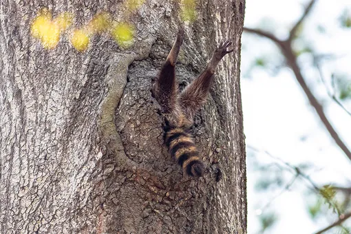 «Almost Time to Get Up.» Charlie Davidson/Comedy Wildlife Photo Awards 2020Davidson took the photo in Newport News, Virginia.