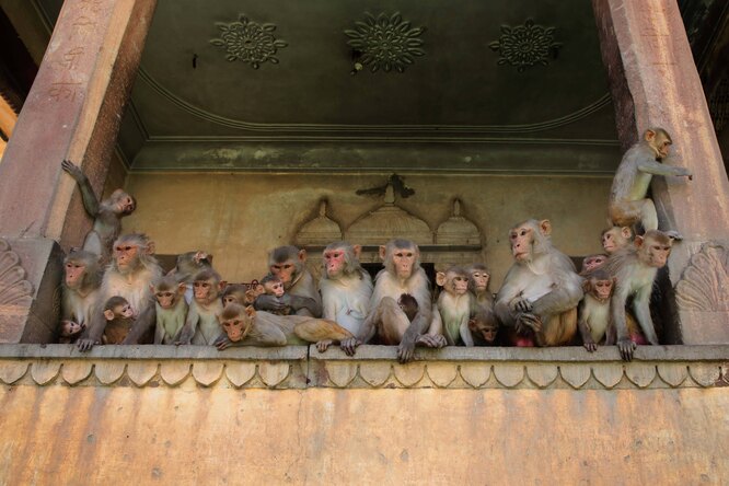 В Индии обезьяны украли из лаборатории образцы крови больных с коронавирусом