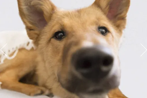 Пес из приюта заменит персонального коуча: Pedigree запустили проект помощи бездомным собакам
