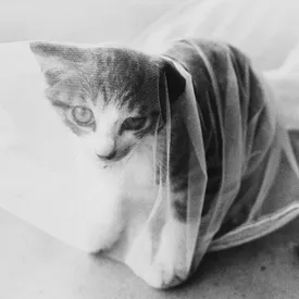 Фотоистория: жизнь одного кота, полностью задокументированная японским фотографом Масахиса Фукасэ