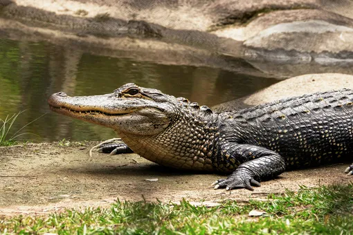 В Австралии обнаружили крокодила на заправке