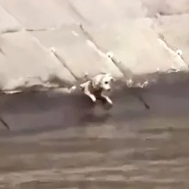 Собака упала в Москву-реку. На набережной сразу собралась толпа людей, готовых помочь маленькому животному