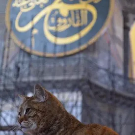 Кошка Гли живет в соборе Святой Софии уже почти 16 лет. И, возможно, это самая серьезная кошка в мире