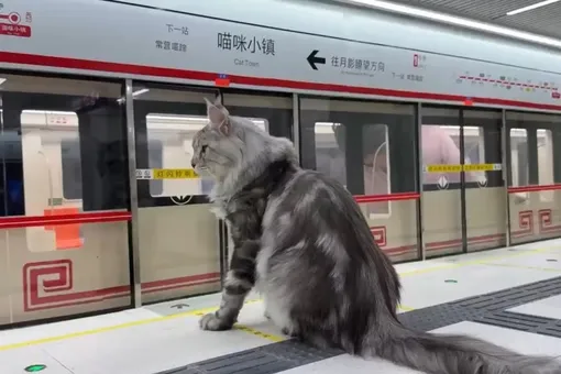 Китайский блогер построил настоящее метро для своих кошек