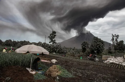 Farmers harvest their onion crops as Mount Sinabung spews volcanic ash during an eruption seen from Sukandebi village in Karo on August 14, 2020. — Indonesia is home to about 130 active volcanoes due to its position on the «Ring of Fire», a belt of tectonic plate boundaries encircling the Pacific Ocean where frequent seismic activity occurs. (Photo by IVAN DAMANIK / AFP)
