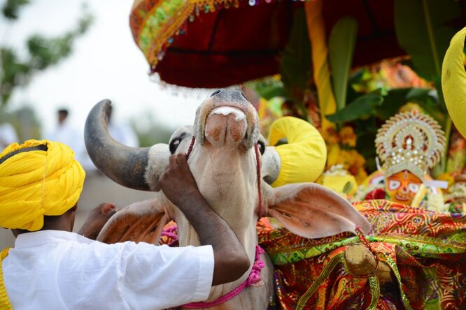В индийской деревне 3 тысячи человек пришли на траурный пир по быку