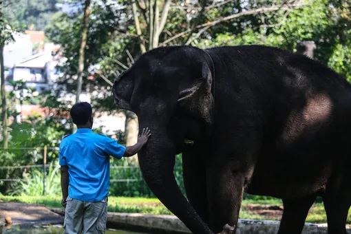 Работу из-за пандемии теряют не только люди: в Таиланде уволили около 100 слонов — их отправили обратно на волю