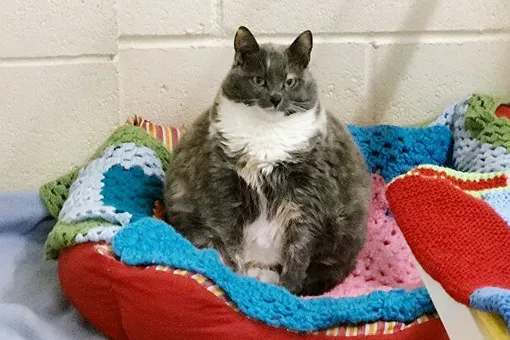 Самая толстая (и сварливая) кошка Великобритании осталась без хозяина. В четвертый раз
