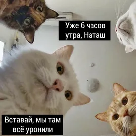 Автор популярного мема про котов зарегистрирует товарный знак «Наташ, вставай, мы там все уронили»