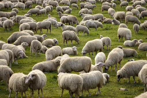 Стадо из 100 овец устроило марафон по главной улице турецкого города