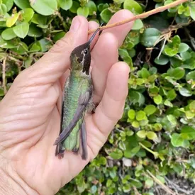 Жительница Лос-Анджелеса спасла колибри, которая застряла клювом в палке