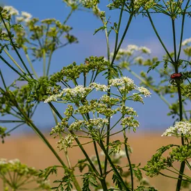 Борщевик собираются причислить к «растениям-иноагентам»