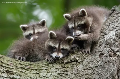 Jan Piechawith their pictureChinese whispers"The little raccoon cups are telling secrets to each other»