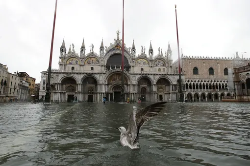 Чайка летит над водой на площади Святого Марка