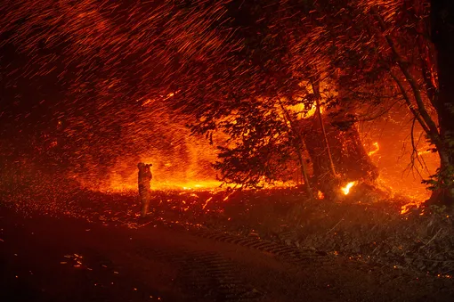 Фотограф запечатлел дождь из углей во время пожара «Кинкейд» возле Гейсервилла, штат Калифорния, 24 октября 2019.