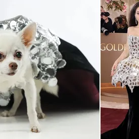 Посмотрите на образы собак, которые повторили выходы звезд с красной дорожки «Золотого глобуса» — 2026