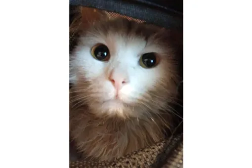 Коту Федору, который добрался автостопом из Липецка в Москву, ищут хозяина Коту Федору, который добрался автостопом из Липецка в Москву, ищут хозяина