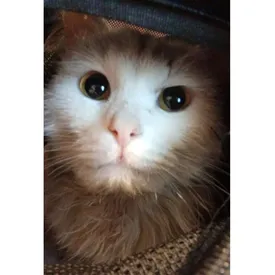 Коту Федору, который добрался автостопом из Липецка в Москву, ищут хозяина