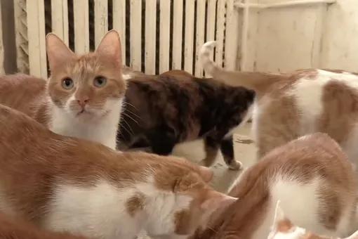 «Буду голодная, но хочу, чтобы они были сыты»: москвичка содержит в квартире 70 кошек. Она просит помощи и ищет им новых хозяев