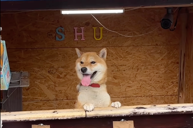 В Японии пес породы шиба-ину управляет ларьком с запеченным бататом