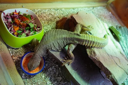 египетский шипохвост