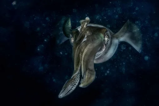 «Подводный мир», победитель: каракатицевидный кальмар в водах Индонезии.
