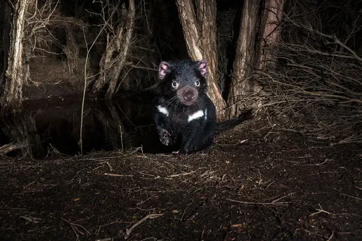 На материковой Австралии впервые за 3000 лет родились тасманские дьяволы