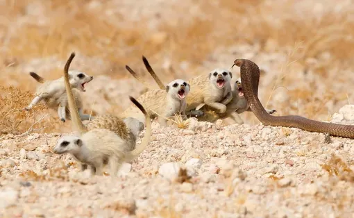 Группа детенышей суриката защищается от кобры. Они рычали и отбивались в течение десяти минут, пока змея не сдалась и не отползла.
