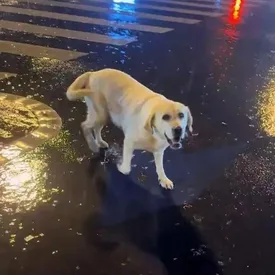 В Китае «ленивый» лабрадор потерялся на пляже и был найден в 1500 км от дома 3 месяца спустя