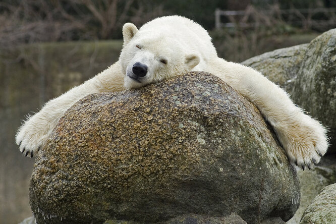 В зоопарке Берлина умерла самая старая белая медведица Европы. Ее звали Катюша