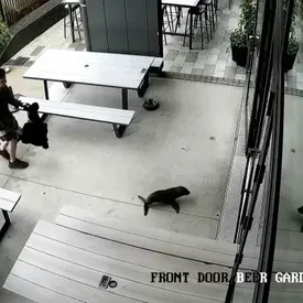 Детеныш морского котика забрел в бар в Новой Зеландии