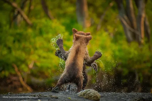 Andy Parkinsonwith their pictureLet's dance"Two Kamchatka bear cubs square up for a celebratory play fight having successfully navigated a raging torrent (small stream!)»