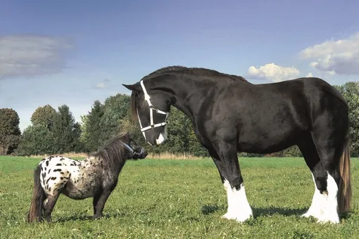 Лошадь аргентинской породы фалабелла и тяжеловоз.