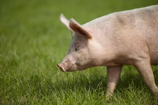 В США ученым удалось оживить свинью через час после ее смерти