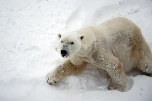 Эксперты WWF назвали причину нашествия белых медведей в Архангельской области