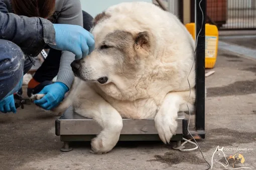 В Нижнем Новгороде обнаружили бездомную собаку весом 100 кг