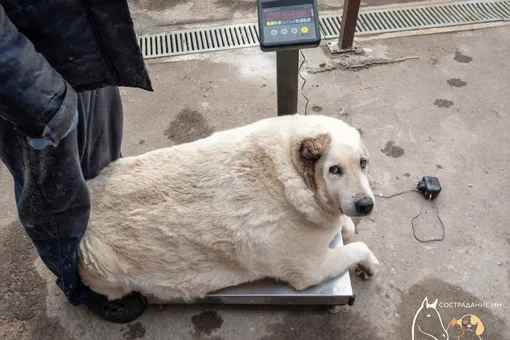 100-килограммовый пес из Нижнего Новгорода похудел на 30 кг