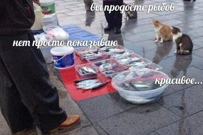 «Вы продоете рыбов? Нет просто показываю. Красивое...»: в сети распространился новый мем — про котов, которым почему-то не продают рыбу