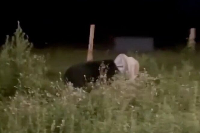 В Приморье застрелили медведя, который более двух недель не мог снять бидон с головы