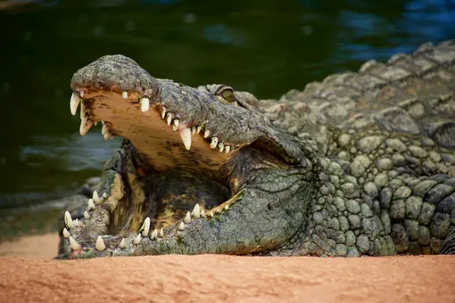 «Я не видел своих ног»: мужчину чуть не проглотил четырехметровый крокодил. Его спасла жена