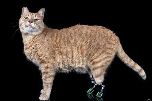 В Италии коту установили бионические протезы задних лап. Теперь он — местная звезда и всеобщий любимец