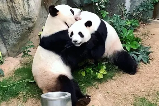 В зоопарке Гонконга спарились две большие панды. Их безуспешно пытались свести десять лет — помог карантин
