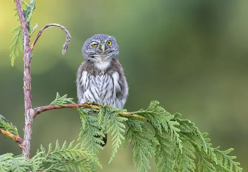 «Rough Night.» Northern Pygmy Owl, British Columbia, Canada