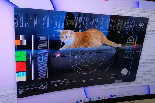 Кот по кличке Картошка стал звездой видео NASA, переданного из глубокого космоса на Землю