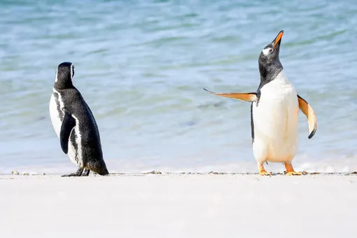 Keep Calm and Keep Your HeadKing penguins at Volunteer Point, East FalklandPhotograph: Martin Grace/Comedywildlifephoto.com