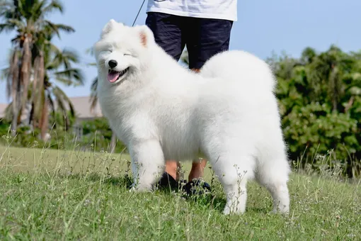 Самый милый челлендж года: пользователи делятся фотографиями улыбающихся собак