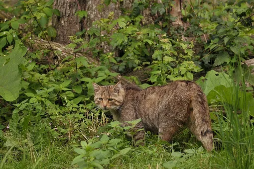 В Германии лесной кот не давал туристам выйти со смотровой площадки. Пришлось вмешаться полиции